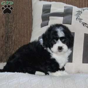 Abby, Shih Tzu Puppy
